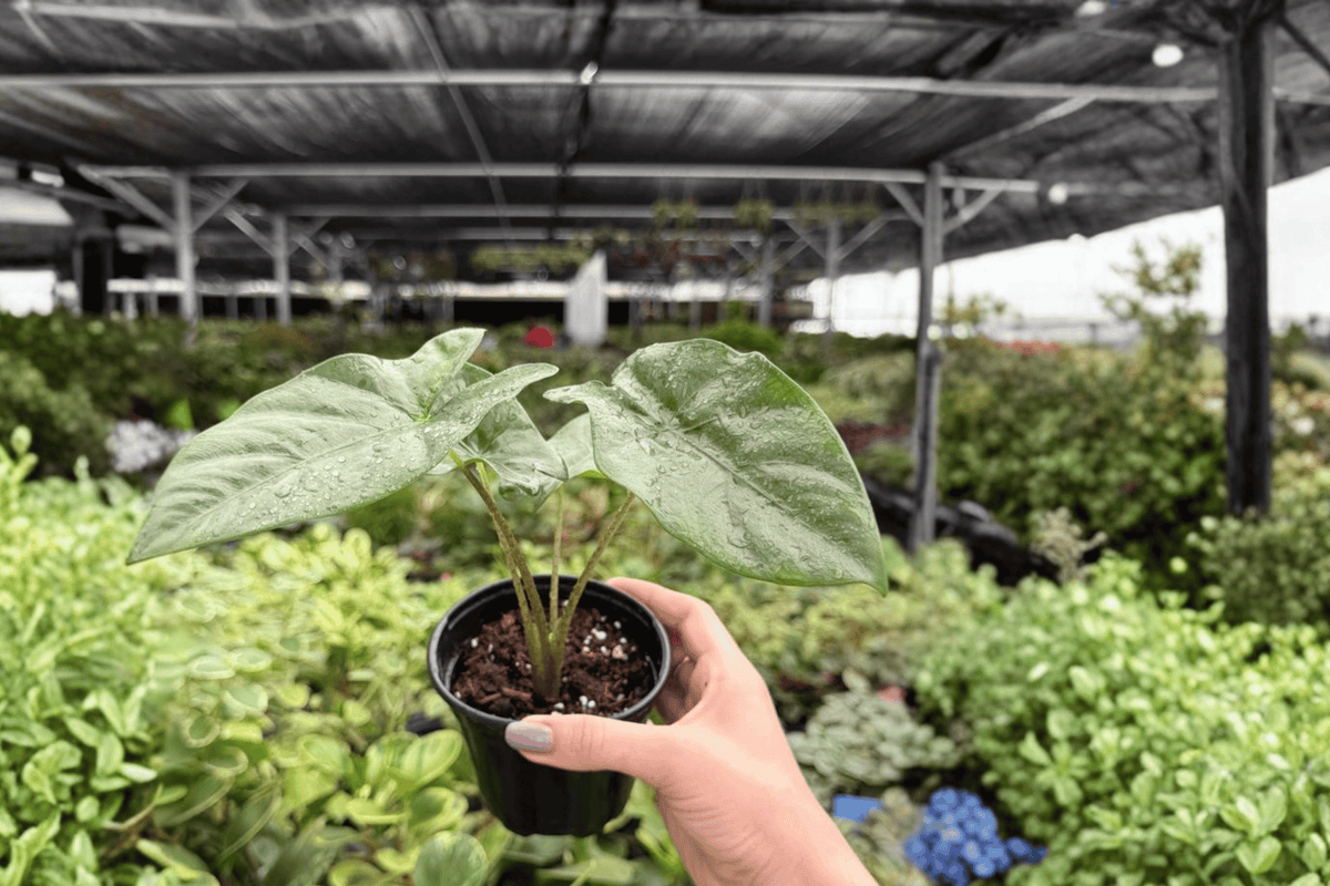 Alocasia Corazon 2 Live Plants - 4-Inch Pots (Exact Plants Shipped in Pots)