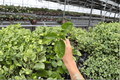 Pinot Noir Hibiscus 2 Live Starter Plants | Hibiscus rosa-sinensis ‘Pinot Noir’