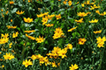 Nana Dwarf Tickseed Coreopsis auriculata ‘Nana’ – 1 Live Plant in 4-Inch Pot