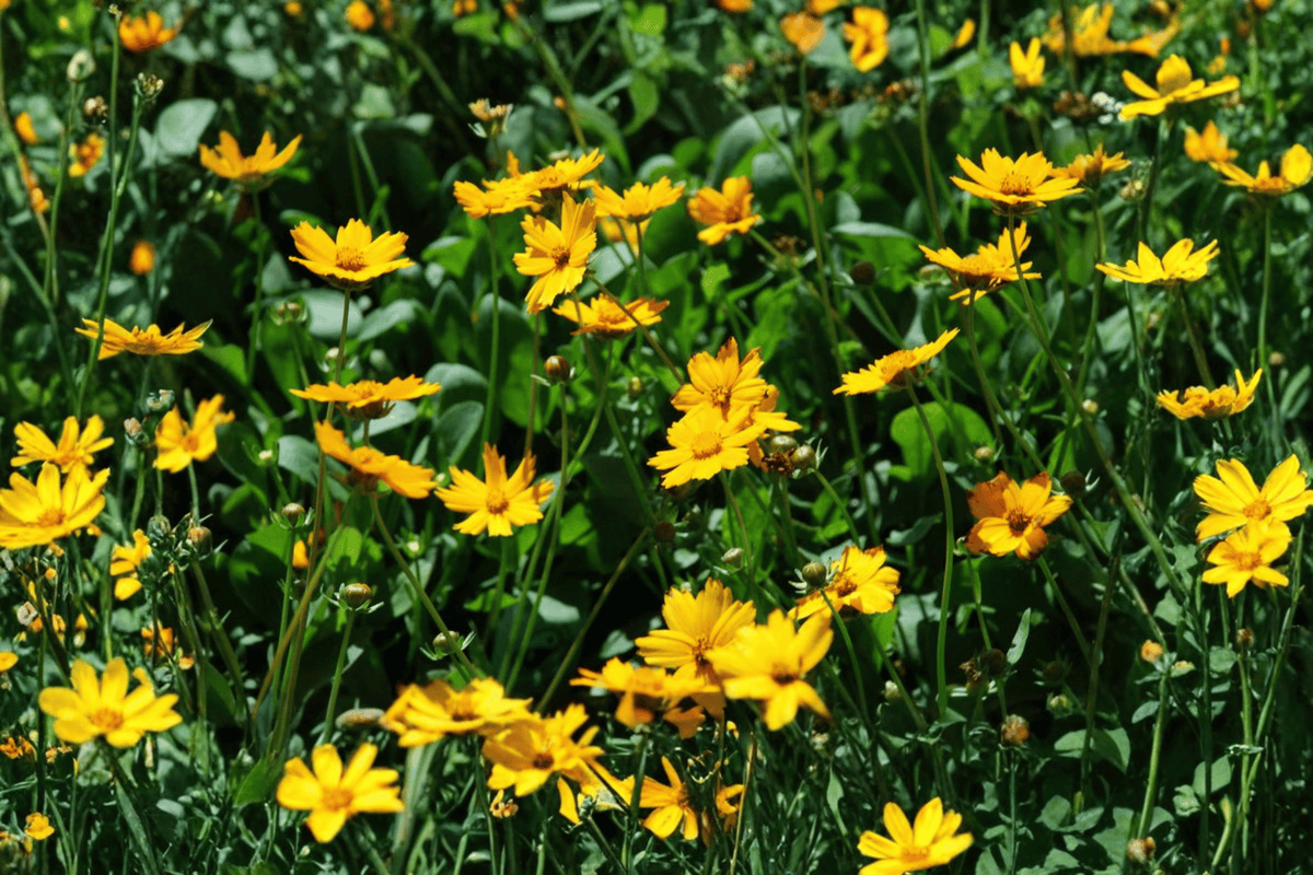 Nana Dwarf Tickseed Coreopsis auriculata ‘Nana’ – 1 Live Plant in 4-Inch Pot