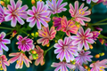Lewisia Rainbow Mix Starter Plant | Hardy Succulent in 2.5 x 3.5 in Pot