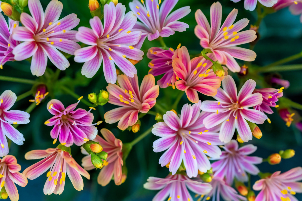 Lewisia Rainbow Mix Starter Plant | Hardy Succulent in 2.5 x 3.5 in Pot