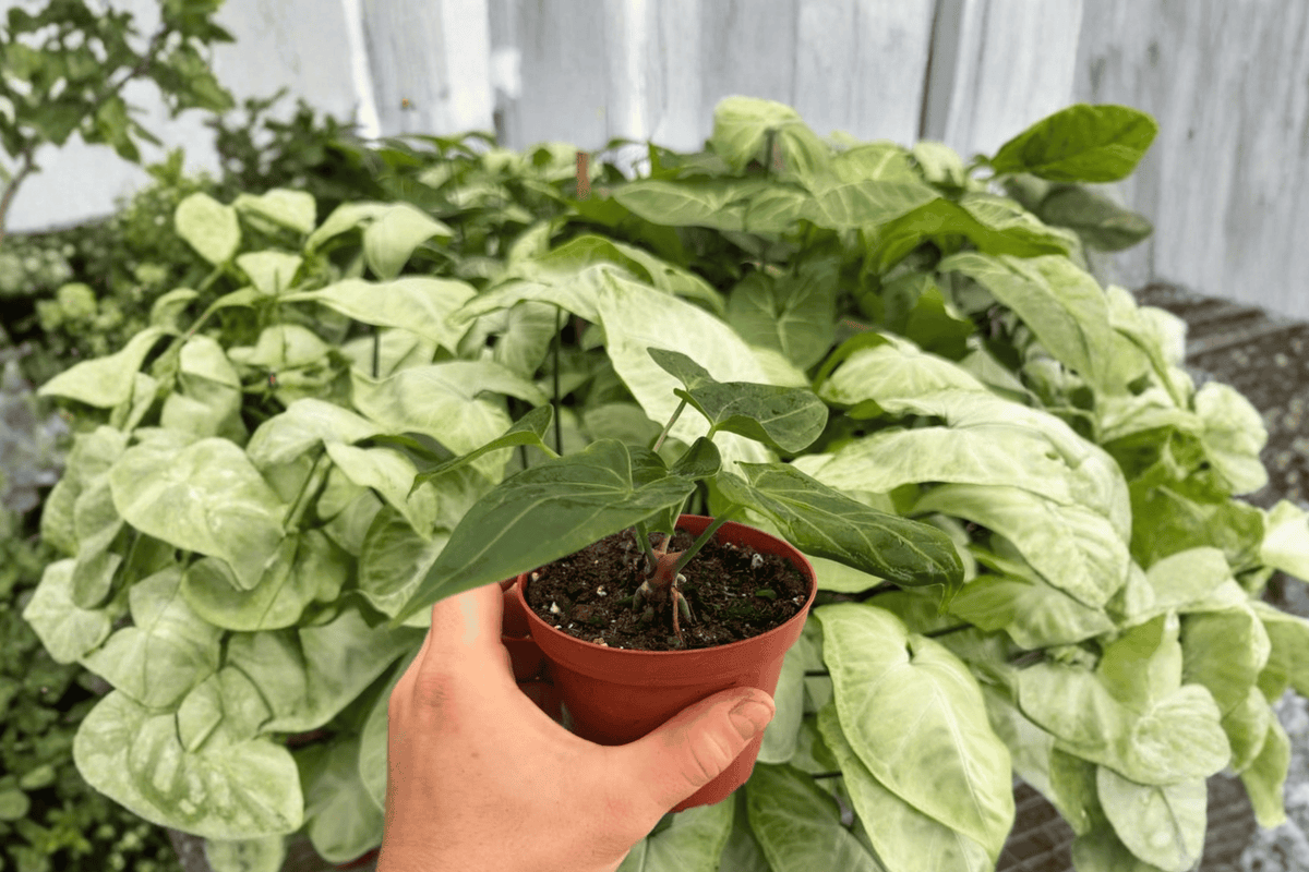 Anthurium Xone x Besseae - 2 Live Plants in 4-Inch Pots (Exact Plants)