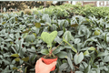 Anthurium Xone × Dressleri - 2 Bare Root Live Plants, 4-Inch Pot Size (Pictured), Unpotted