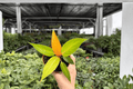 Philodendron Red Sun – 2 Live Plants in 4" Pots