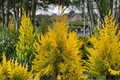 Forever Goldy Arborvitae (Thuja plicata ‘4EVER’) - 4-Inch Pot Live Plant