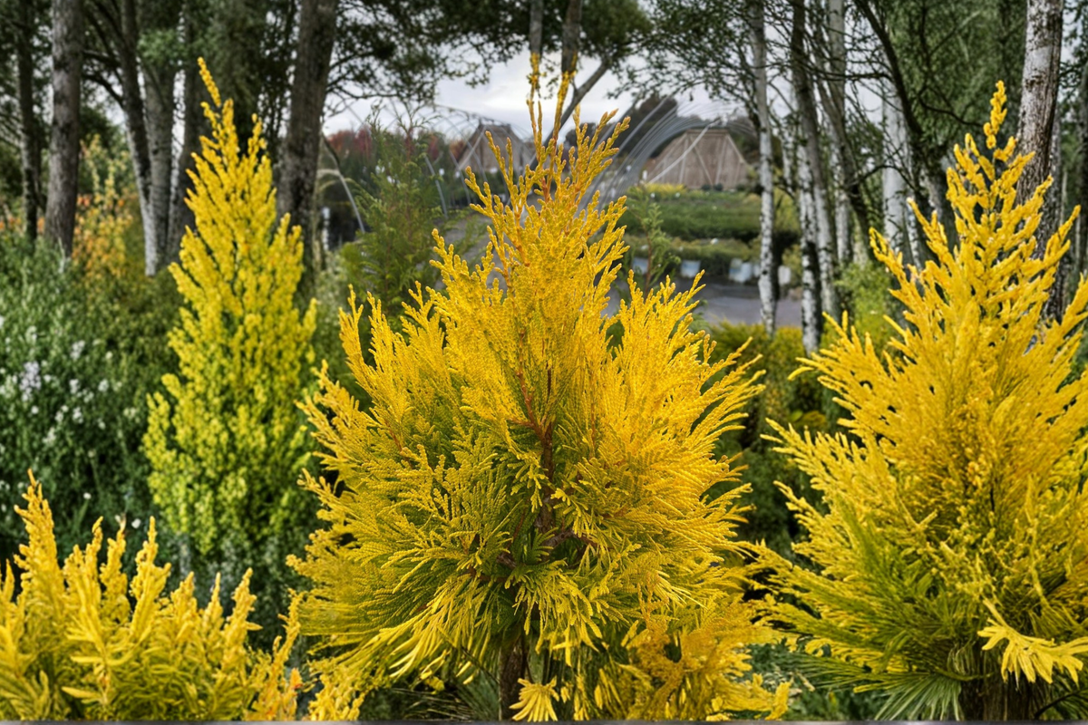 Forever Goldy Arborvitae (Thuja plicata ‘4EVER’) - 4-Inch Pot Live Plant