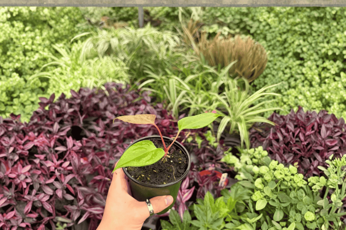 Anthurium Subsignatum × Regale Hybrid - 2 Exact Plants in 4" Pot (Shipping Confirmed)