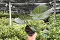 Alocasia Regal Shields - 2 Live Plants in 4-Inch Pots