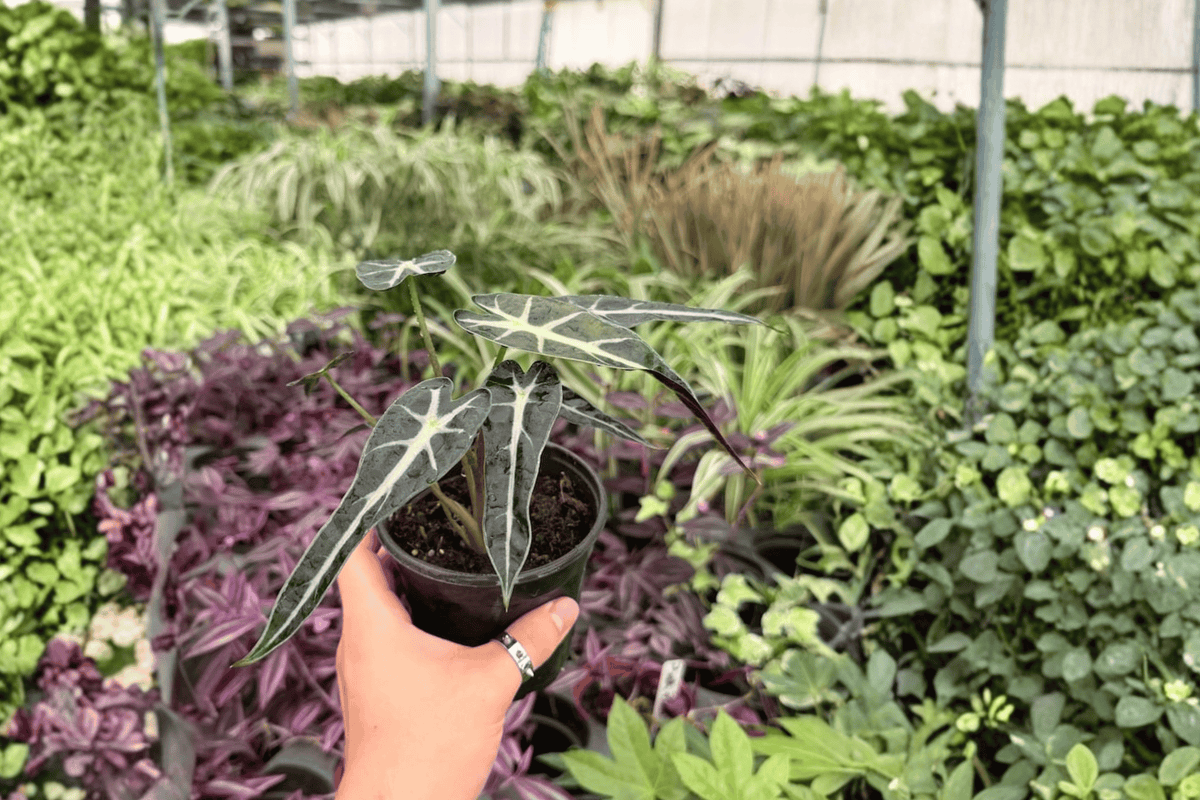 Alocasia Bambino 2-Pot Live Plants | 4-Inch Pots | Alocasia 'Bambino'