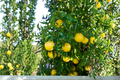 Swingle Citrumelo Seedling Live Citrus Hybrid Tree