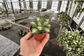 Variegated Agave Live Plants (2) in 4-Inch Pots – Ornamental Succulents