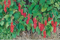 Eastern Prince Schisandra Vine Live Plant Schisandra chinensis - Climbing Vine