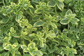 Golden Lemon Thyme Aureus - 4-Inch Live Plant (Thymus × citriodorus)