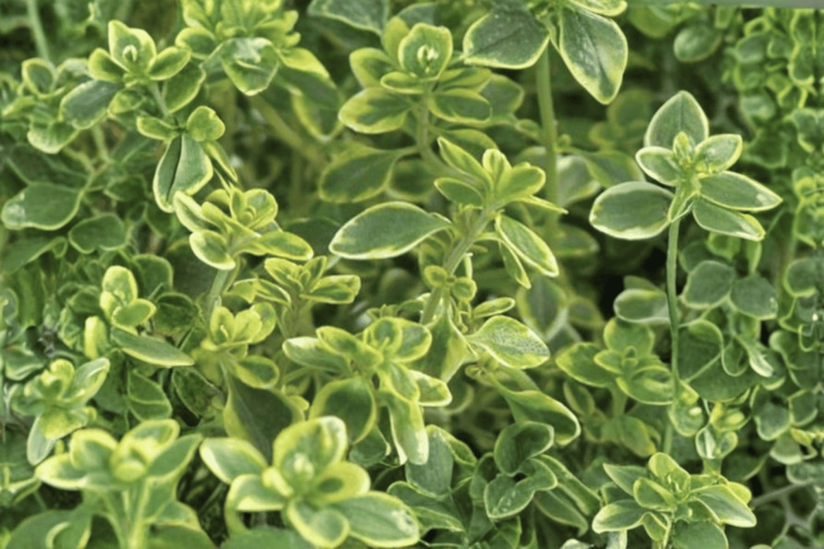 Golden Lemon Thyme Aureus - 4-Inch Live Plant (Thymus × citriodorus)