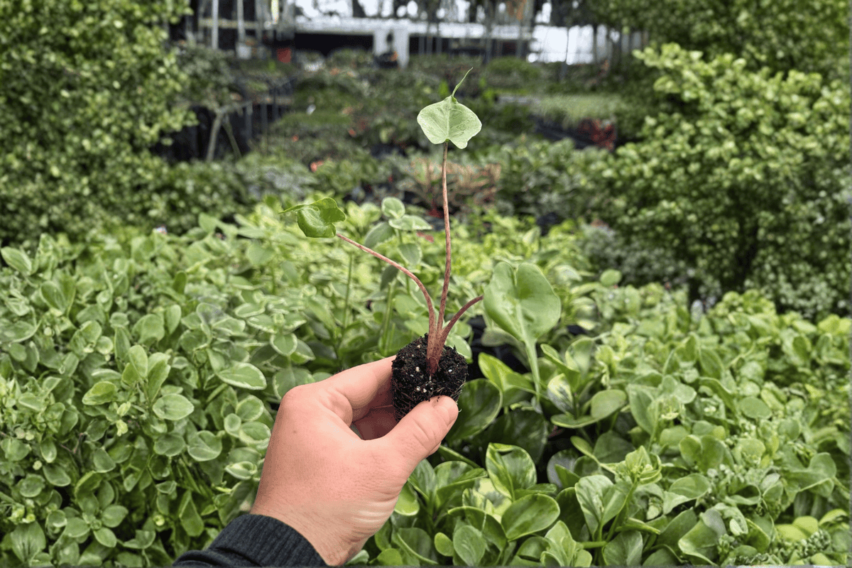Alocasia Stingray Starter Plants (2) | In Plug - Live Tropical Aroid
