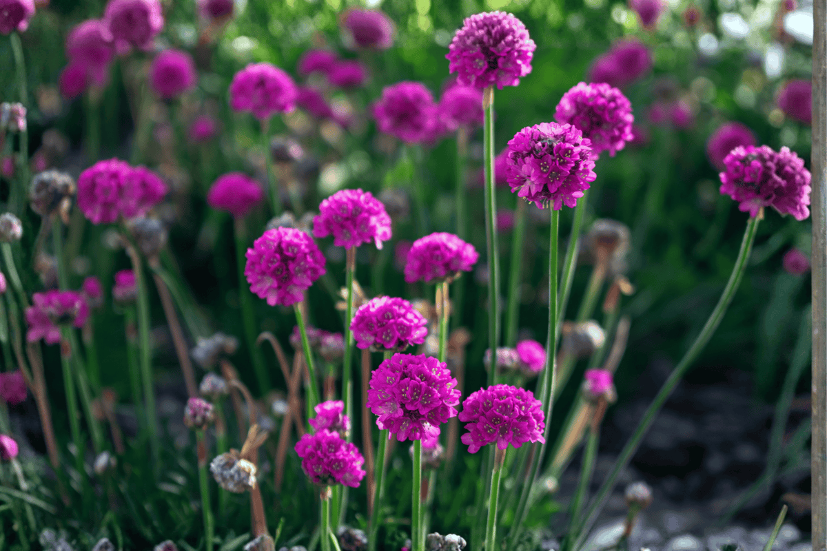 Nifty Thrifty Sea Thrift (Armeria maritima) 4-Inch Live Plant