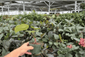 Anthurium Hulk x Velvet Moira - 2 Exact Live Plants in 4-Inch Pots
