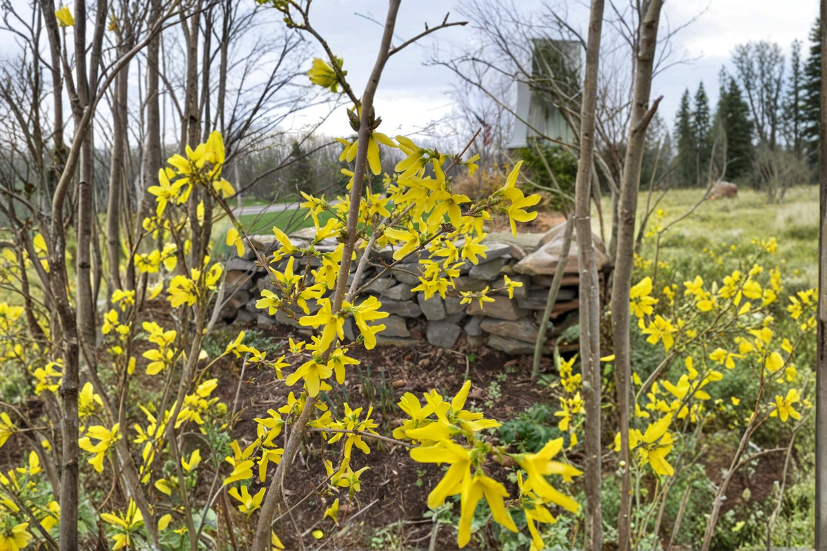 Heirloom Forsythia Live Plant 1 Gallon Pot - Forsythia suspensa f. atrocaulis