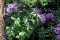 Blue Boa Hummingbird Mint (Agastache ‘Blue Boa’) - 4-Inch Pot