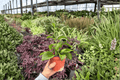 Hoya quinquenervia - 2 Live Plants in 4-Inch Pots | Exact Plants Pictured