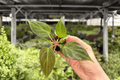 Philodendron El Choco Red Starter Plants (2) - Plug