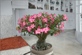 Colibyou Desert Rose Seeds (Adenium obesum) - 10 Seeds for Indoor Pots or Outdoor Warm Climates