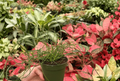 Juncus Unicorn Live Plants - 2 in 4-Inch Pots | Ornamental Rush