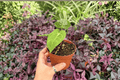 Anthurium Papillilaminum × Dressleri - 2 Bare-Root Live Plants in 4-Inch Pots