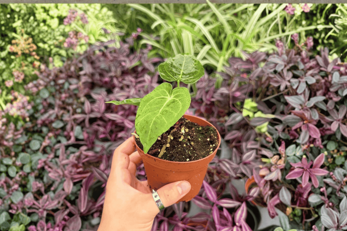 Anthurium Papillilaminum × Dressleri - 2 Bare-Root Live Plants in 4-Inch Pots