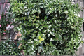 Blue Prince Holly Live Plant, 1 Gallon Pot | Ilex x meserveae Male Holly Shrub
