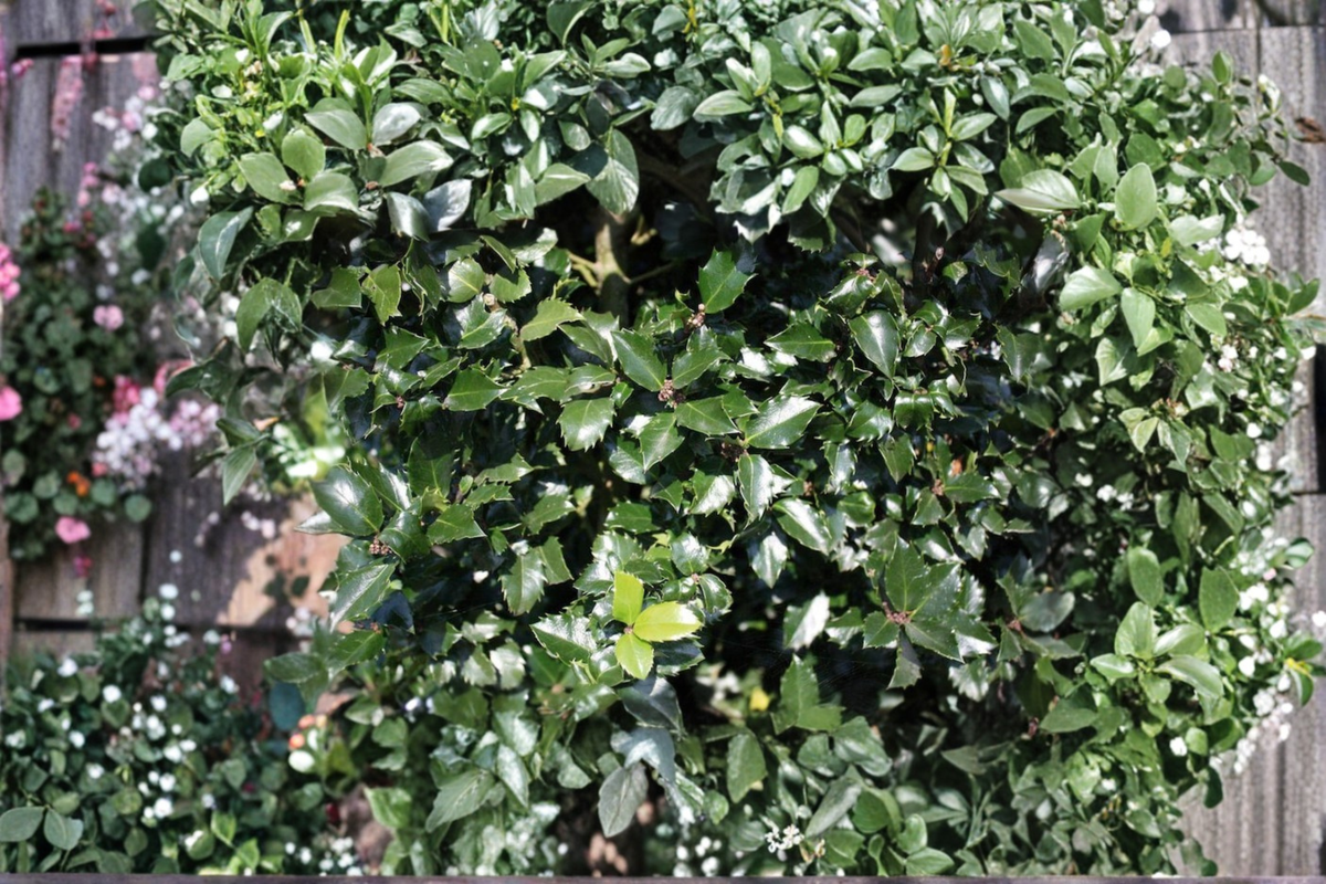 Blue Prince Holly Live Plant, 1 Gallon Pot | Ilex x meserveae Male Holly Shrub