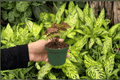Syngonium Merry Maria 2 Live Starter Plants - 2-Inch Pot Format