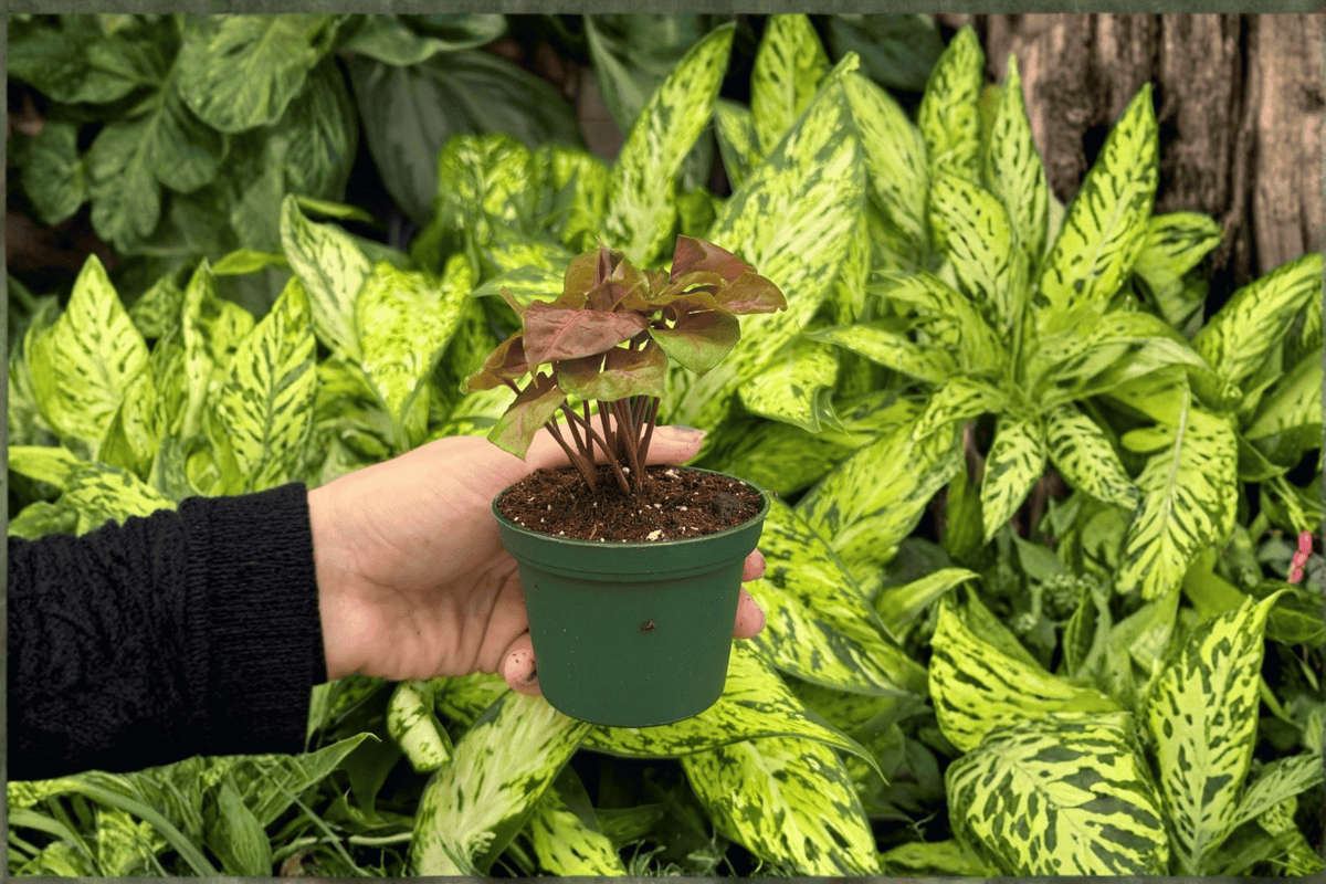 Syngonium Merry Maria 2 Live Starter Plants - 2-Inch Pot Format