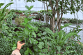 Ficus Moclame (Ficus microcarpa 'Moclame') - 2 Unrooted? or 4-Inch Potted Live Plants in 4-Inch Pots