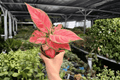 Aglaonema Super Pink — 2 Live Plants in 4-Inch Pots (Exact Plants pictured)