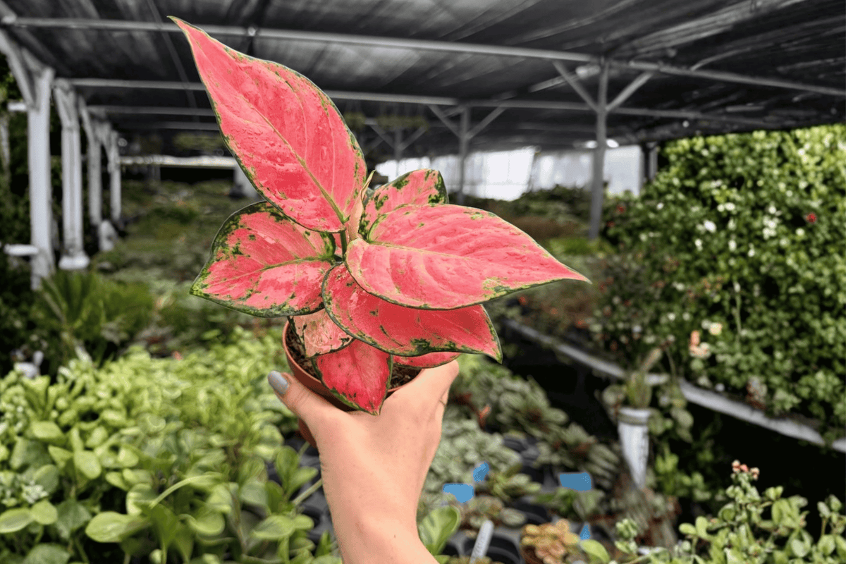 Aglaonema Super Pink — 2 Live Plants in 4-Inch Pots (Exact Plants pictured)