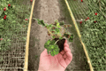 Begonia Unique - 2 Live Starter Plants (2-Inch Starter Size) Bare Root