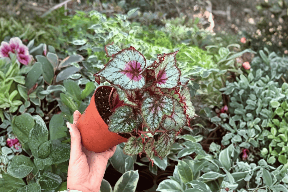 Harmony’s Crimson Oak Begonia (Begonia) – 2 Live Plants in 4-Inch Pots
