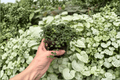 String of Frogs Live Plants – 2 in 4-Inch Pots, Exact Plants Pictured