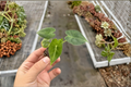 Alocasia Frydek Velvet Elephant Ear - Rooted Starter Plant in 2-Inch Pot