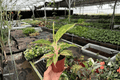 Aglaonema Night Sparkle Live Plants - 2 Pack, 4-Inch Pots