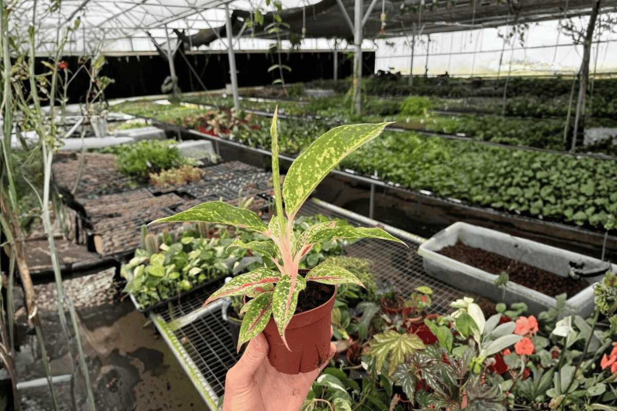 Aglaonema Night Sparkle Live Plants - 2 Pack, 4-Inch Pots