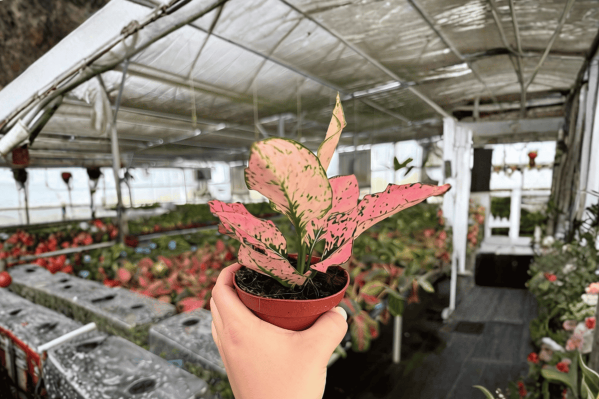 Aglaonema Light Pink Triphet – 2 Live Plants in 4-Inch Pots (Rooted) Listing