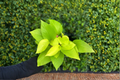 Neon Pothos Epipremnum aureum ‘Neon’ - 4 Inch Rooted Live Plant