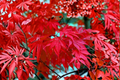 Bloodgood Japanese Red Maple Seeds - 10 Fresh Seeds for Indoor or Outdoor Growing