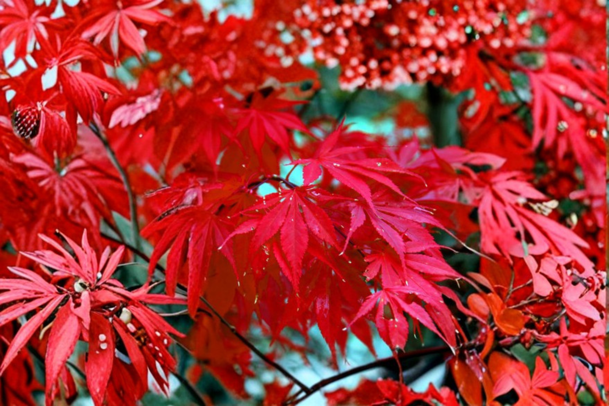 Bloodgood Japanese Red Maple Seeds - 10 Fresh Seeds for Indoor or Outdoor Growing