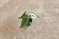 Alocasia Dragon’s Breath Live Plant - Rooted Starter Plant