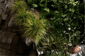 Everillo Golden Japanese Sedge (Carex oshimensis ‘Everillo’) - 4-Inch Pot