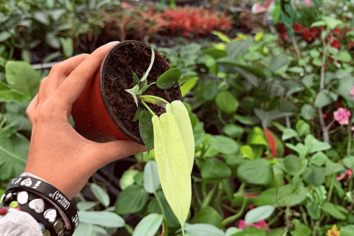 Philodendron Florida Ghost Mint Live Plant | 2 Exact 4-Inch Pots